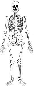 Skeleton1